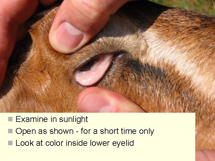 n Examine in sunlight n Open as shown - for a short time only