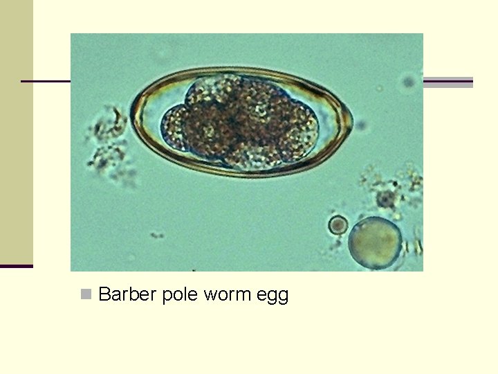 n Barber pole worm egg 