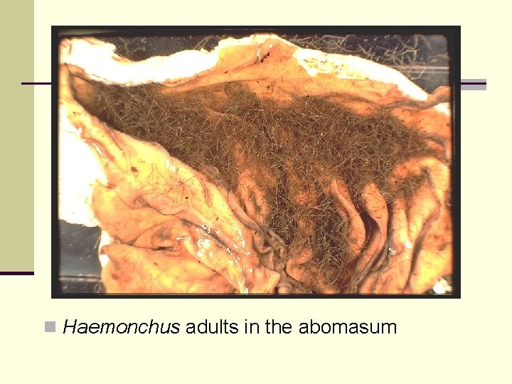 n Haemonchus adults in the abomasum 
