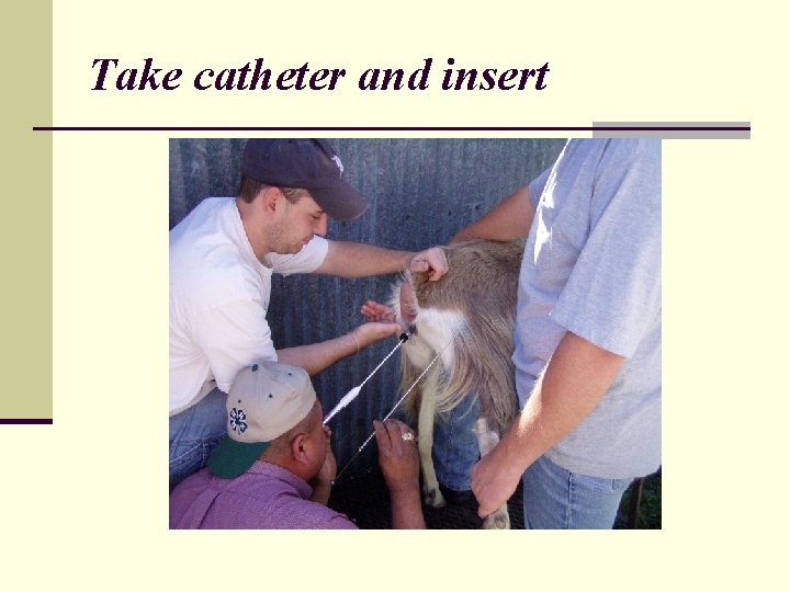Take catheter and insert 