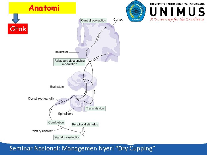 Anatomi Otak Seminar Nasional: Managemen Nyeri “Dry Cupping” 