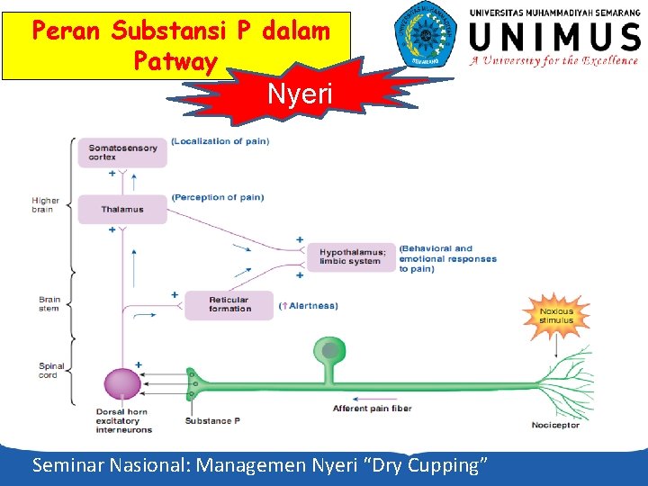 Peran Substansi P dalam Patway Nyeri Seminar Nasional: Managemen Nyeri “Dry Cupping” 