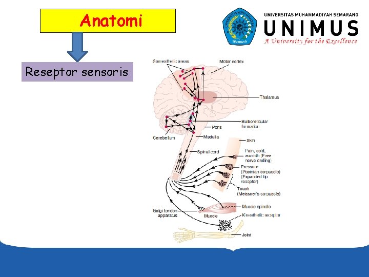 Anatomi Reseptor sensoris 
