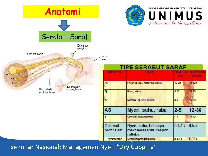 Anatomi Serabut Saraf Seminar Nasional: Managemen Nyeri “Dry Cupping” 