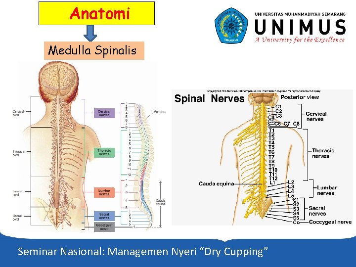 Anatomi Medulla Spinalis Seminar Nasional: Managemen Nyeri “Dry Cupping” 