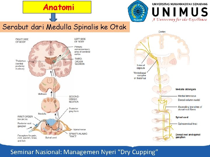 Anatomi Serabut dari Medulla Spinalis ke Otak Seminar Nasional: Managemen Nyeri “Dry Cupping” 