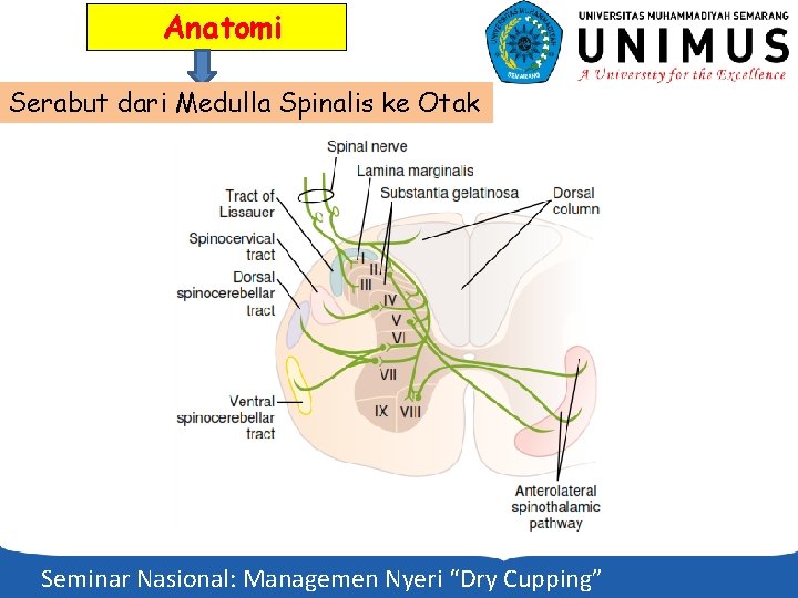 Anatomi Serabut dari Medulla Spinalis ke Otak Seminar Nasional: Managemen Nyeri “Dry Cupping” 