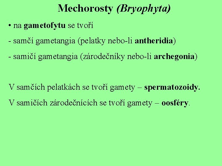 Mechorosty (Bryophyta) • na gametofytu se tvoří - samčí gametangia (pelatky nebo-li antheridia) -