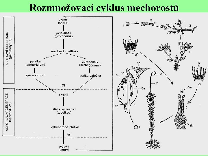 Rozmnožovací cyklus mechorostů 