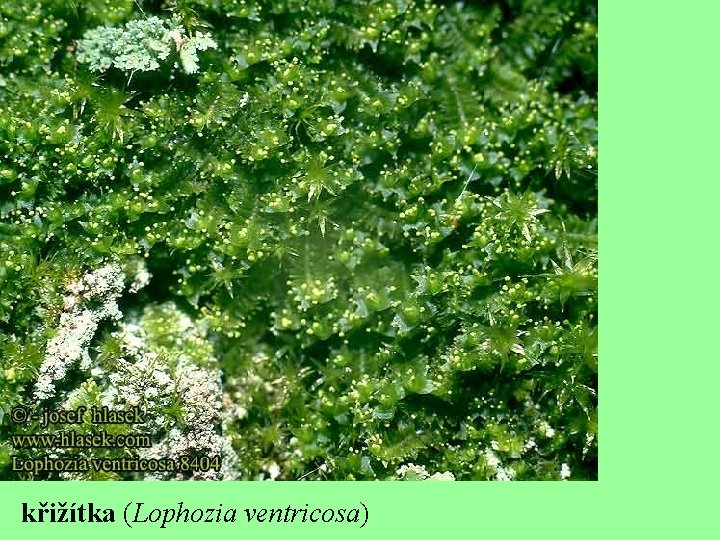 křižítka (Lophozia ventricosa) 