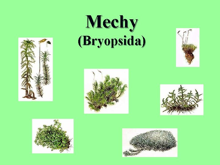 Mechy (Bryopsida) 