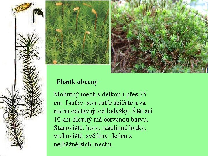 Ploník obecný Mohutný mech s délkou i přes 25 cm. Lístky jsou ostře špičaté