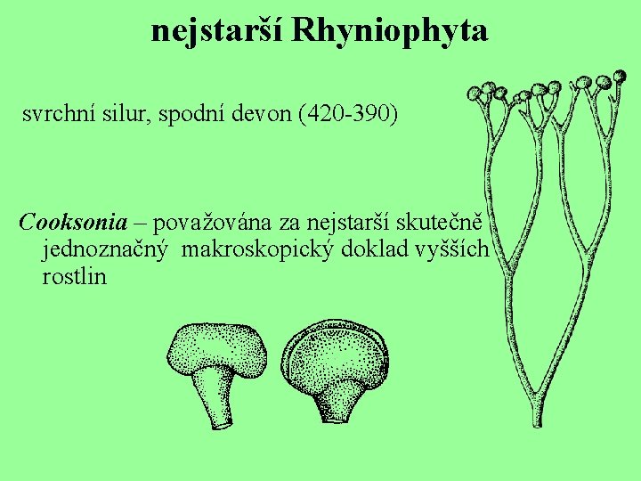 nejstarší Rhyniophyta svrchní silur, spodní devon (420 -390) Cooksonia – považována za nejstarší skutečně