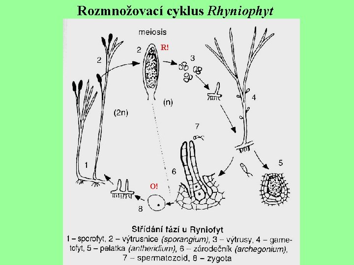 Rozmnožovací cyklus Rhyniophyt R! O! 