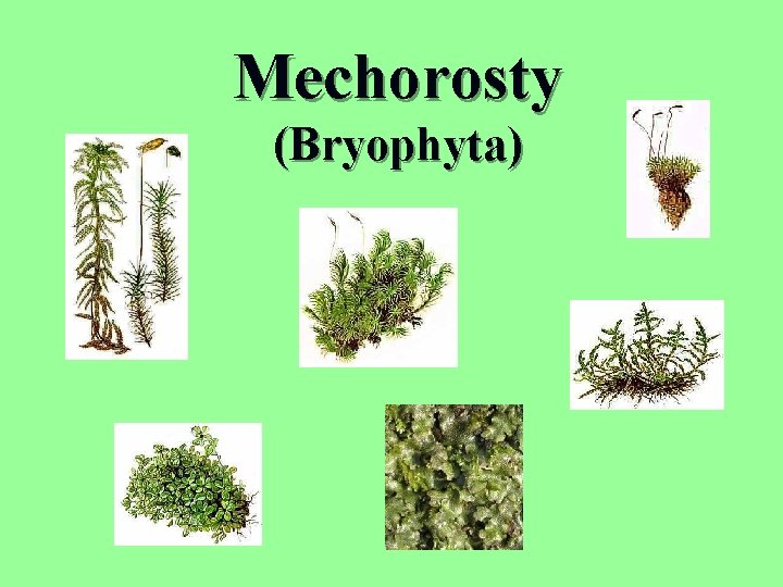 Mechorosty (Bryophyta) 
