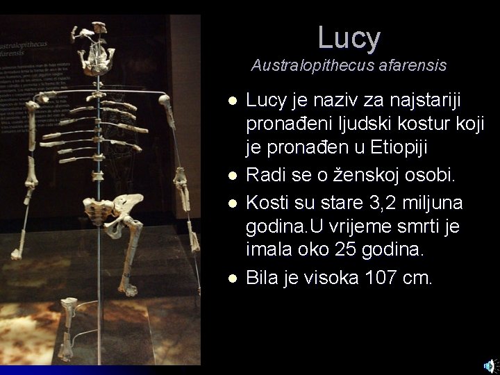 Lucy Australopithecus afarensis l l Lucy je naziv za najstariji pronađeni ljudski kostur koji