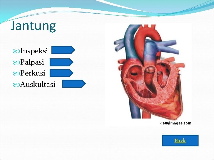 Jantung Inspeksi Palpasi Perkusi Auskultasi Back 