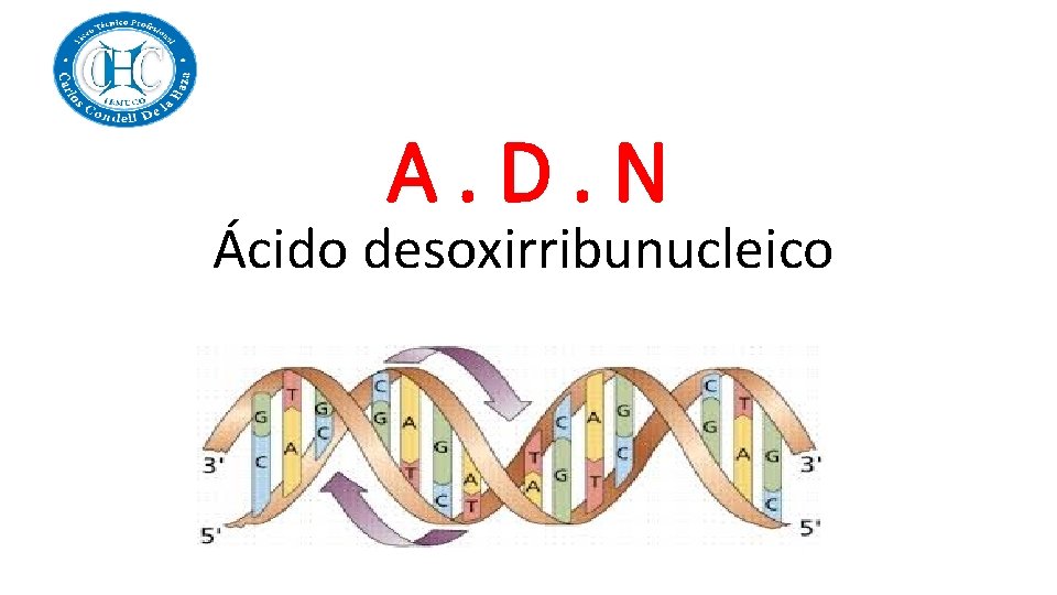A. D. N Ácido desoxirribunucleico 