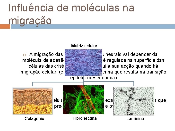 Influência de moléculas na migração Matriz celular A migração das células das cristas neurais