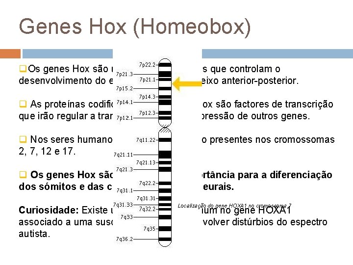 Genes Hox (Homeobox) q. Os genes Hox são um conjunto de genes que controlam
