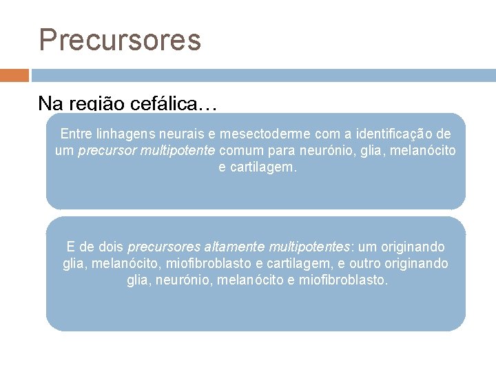 Precursores Na região cefálica… Entre linhagens neurais e mesectoderme com a identificação de um