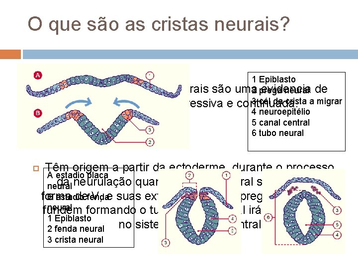 O que são as cristas neurais? 1 Epiblasto As células das cristas neurais são