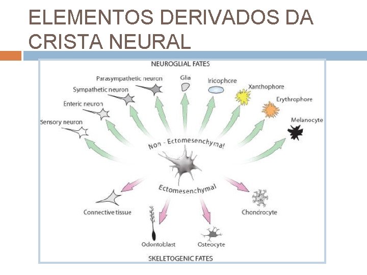 ELEMENTOS DERIVADOS DA CRISTA NEURAL 