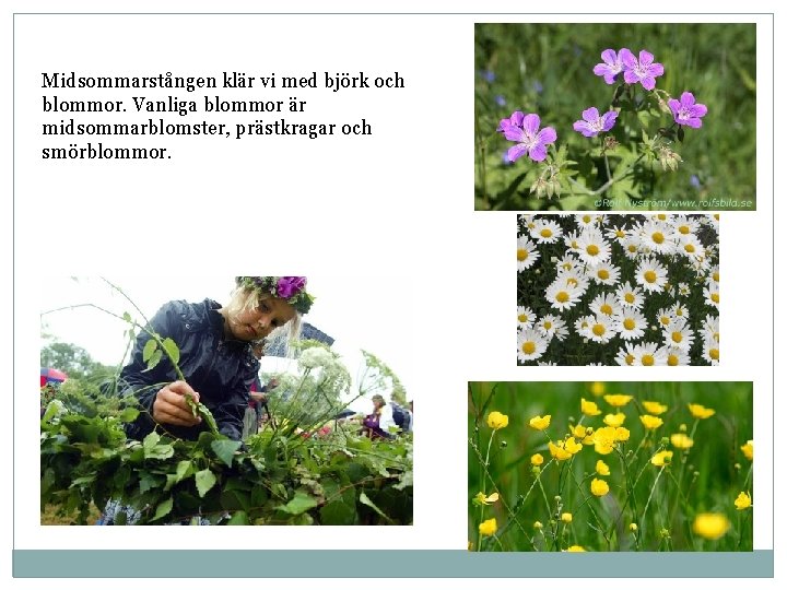 Midsommarstången klär vi med björk och blommor. Vanliga blommor är midsommarblomster, prästkragar och smörblommor.