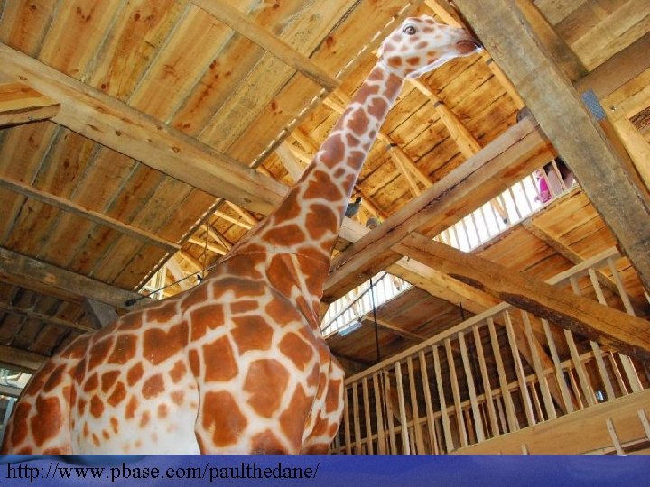 http: //www. pbase. com/paulthedane/ 