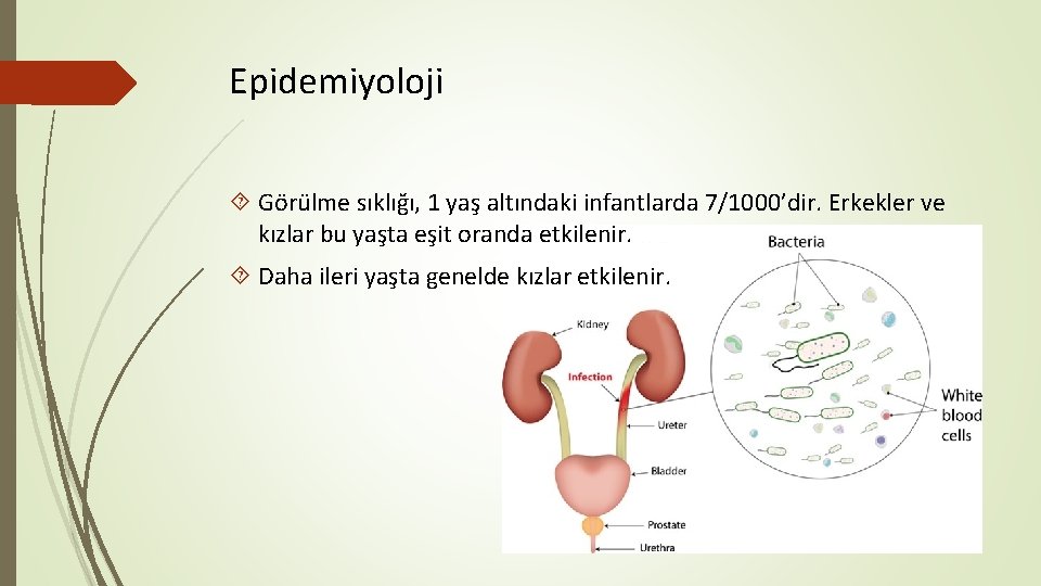 Epidemiyoloji Görülme sıklığı, 1 yaş altındaki infantlarda 7/1000’dir. Erkekler ve kızlar bu yaşta eşit