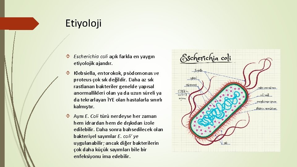 Etiyoloji Escherichia coli açık farkla en yaygın etiyolojik ajandır. Klebsiella, entorokok, psödomonas ve proteus