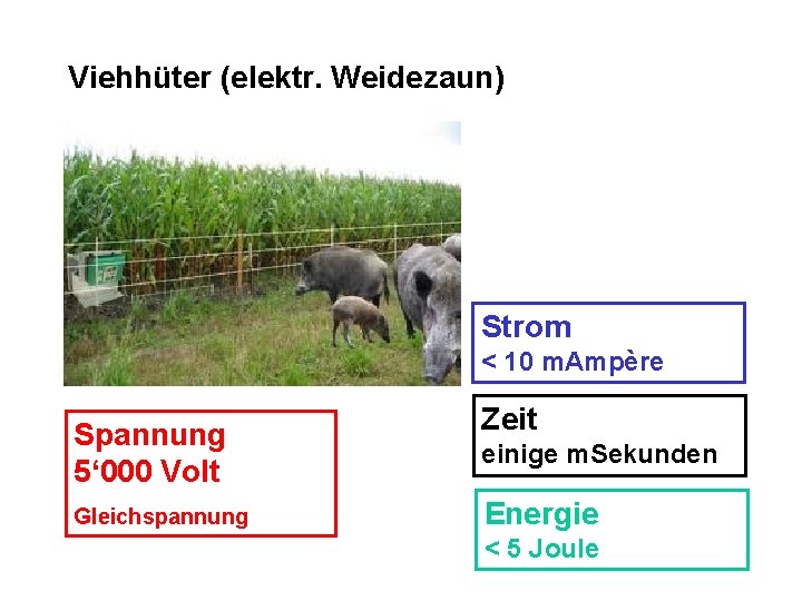 Viehhüter (elektr. Weidezaun) Strom < 10 m. Ampère Spannung 5‘ 000 Volt Gleichspannung Zeit