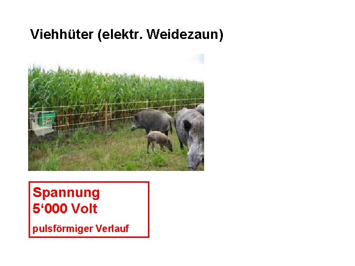 Viehhüter (elektr. Weidezaun) Spannung 5‘ 000 Volt pulsförmiger Verlauf 