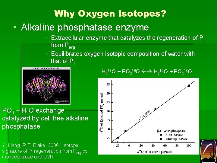 Why Oxygen Isotopes? • Alkaline phosphatase enzyme • Extracellular enzyme that catalyzes the regeneration