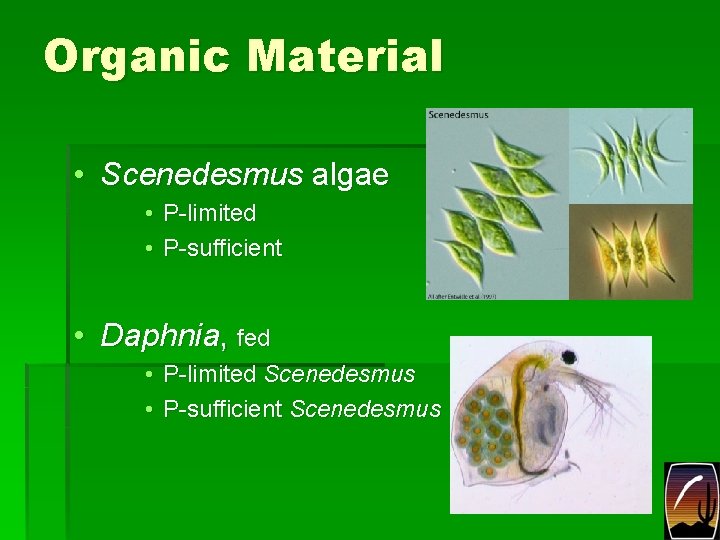 Organic Material • Scenedesmus algae • P-limited • P-sufficient • Daphnia, fed • P-limited