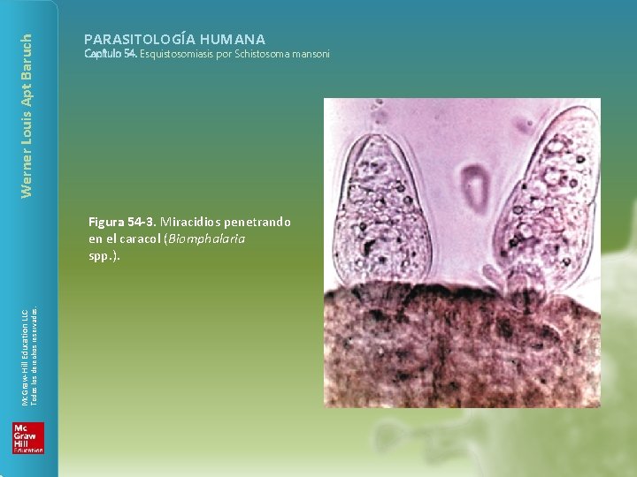 Werner Louis Apt Baruch PARASITOLOGÍA HUMANA Capítulo 54. Esquistosomiasis por Schistosoma mansoni Todos los