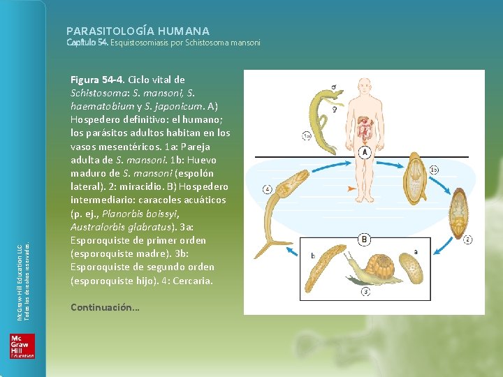 PARASITOLOGÍA HUMANA Todos los derechos reservados. Mc. Graw-Hill Education LLC Capítulo 54. Esquistosomiasis por