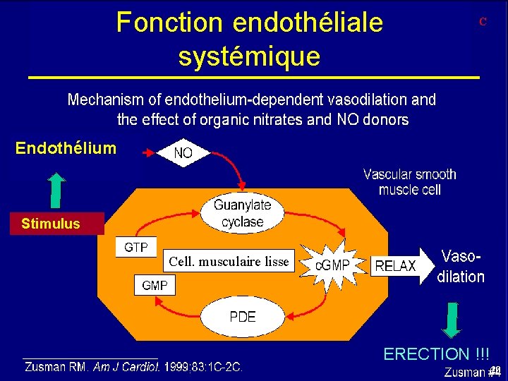 Fonction endothéliale systémique C Endothélium Stimulus Cell. musculaire lisse ERECTION !!! 20 