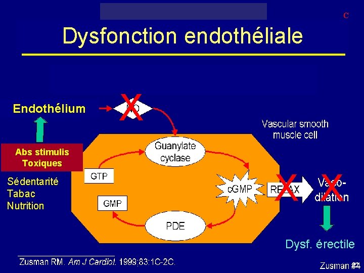 C Dysfonction endothéliale Endothélium Abs stimulis Toxiques Sédentarité Tabac Nutrition X X X Dysf.