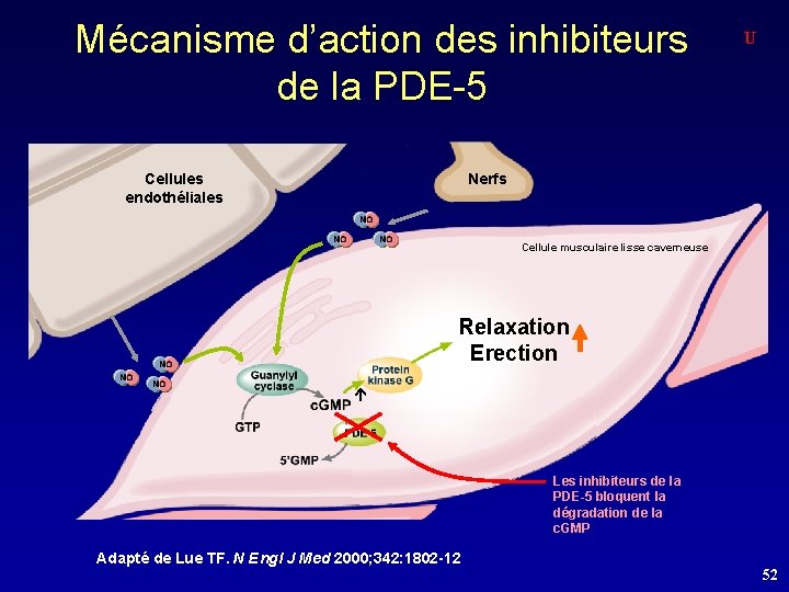 Mécanisme d’action des inhibiteurs de la PDE-5 Cellules endothéliales U Nerfs Cellule musculaire lisse