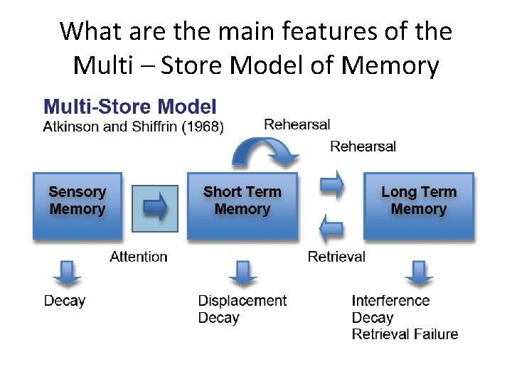 What are the main features of the Multi – Store Model of Memory 