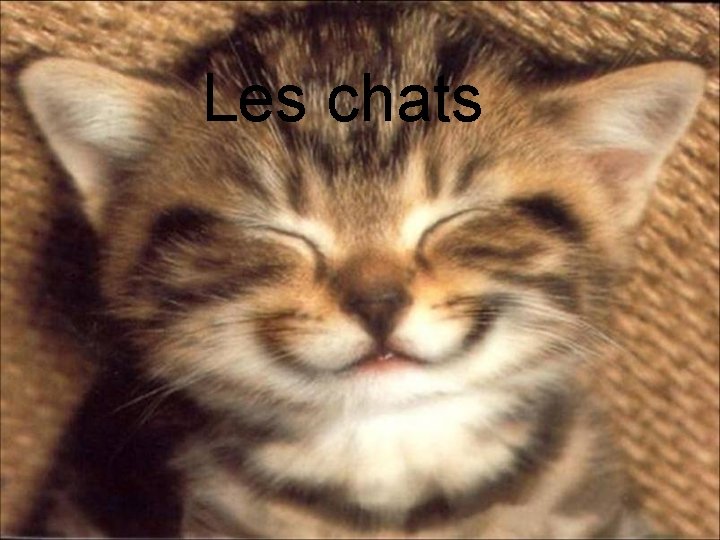 Les chats 