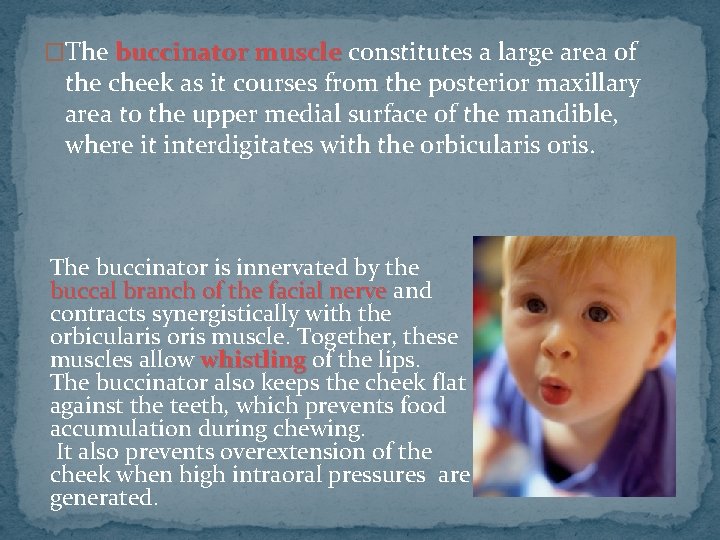 �The buccinator muscle constitutes a large area of the cheek as it courses from