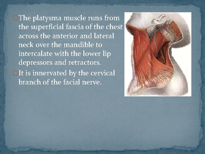 �The platysma muscle runs from the superficial fascia of the chest across the anterior