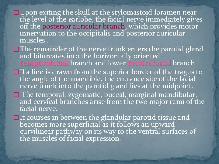 � Upon exiting the skull at the stylomastoid foramen near the level of the