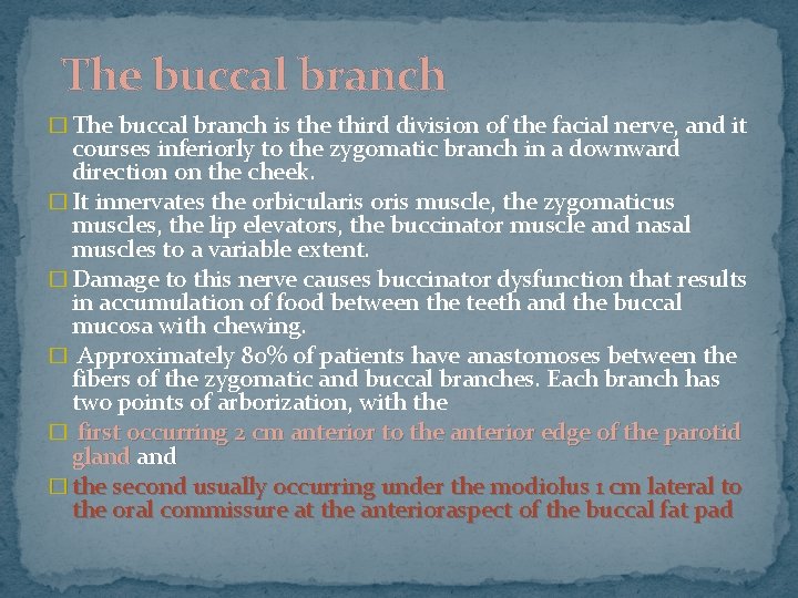 The buccal branch � The buccal branch is the third division of the facial