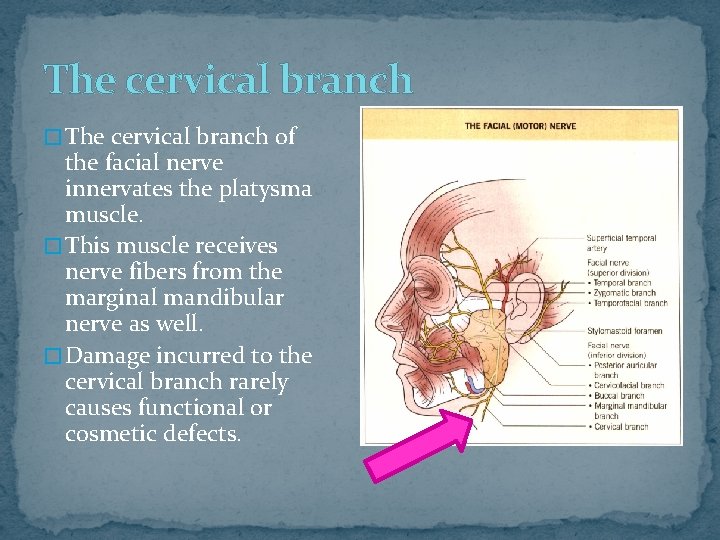 The cervical branch � The cervical branch of the facial nerve innervates the platysma