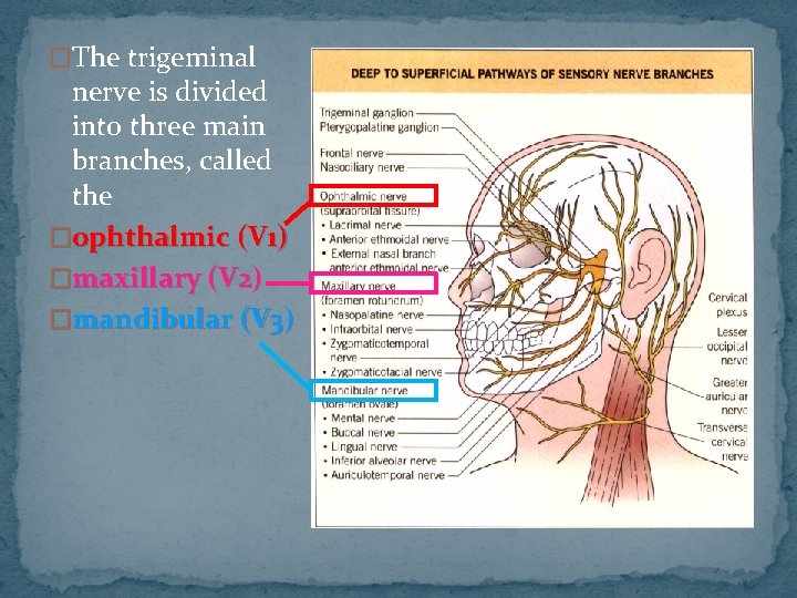 �The trigeminal nerve is divided into three main branches, called the �ophthalmic (V 1)