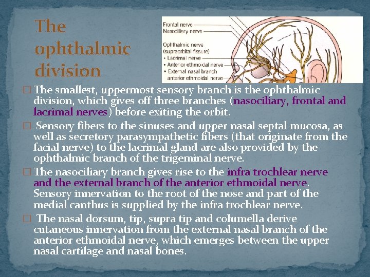 The ophthalmic division � The smallest, uppermost sensory branch is the ophthalmic division, which