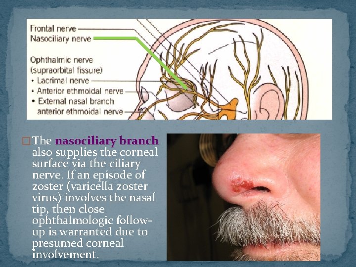� The nasociliary branch also supplies the corneal surface via the ciliary nerve. If